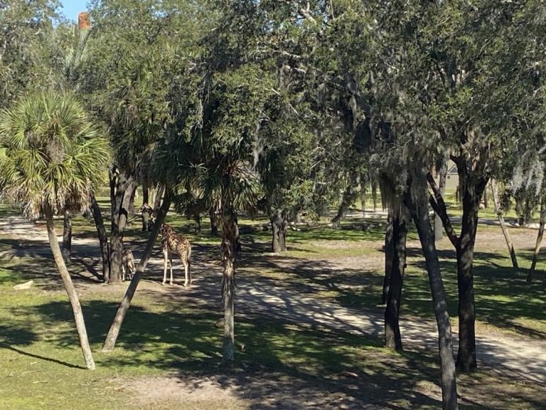 Our Wild Vacation Experience at Animal Kingdom Lodge